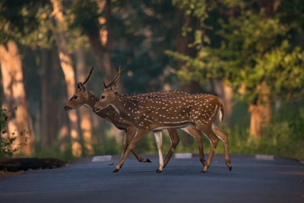 Karnataka Tourism to Display its Heritage Grandeur and Rich Wildlife at IITM Chennai 2023